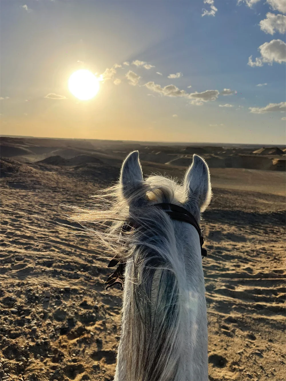 horse hok close up