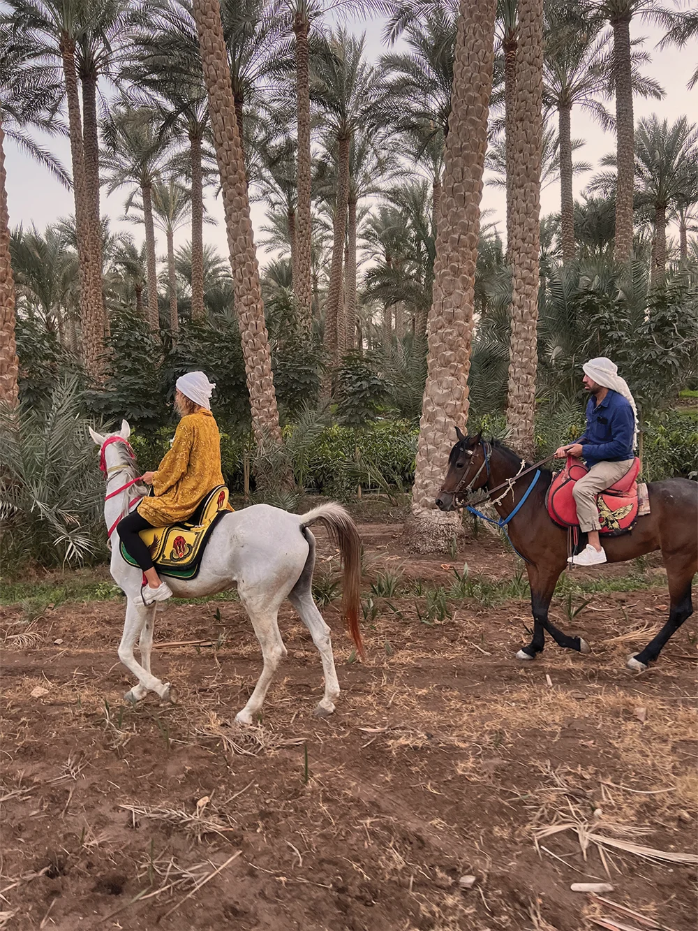 horse hok palmtrees